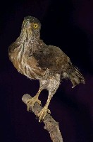 鳳頭蒼鷹藏品圖，第5張